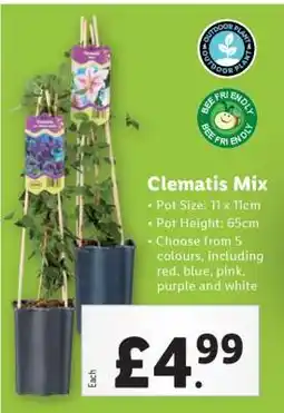 Lidl Clematis Mix offer