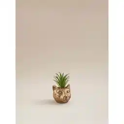 Asda George Home Leopard Succulent offer