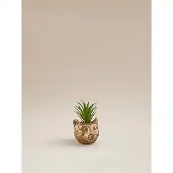 Asda George Home Leopard Succulent offer