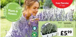 Lidl Lavender offer