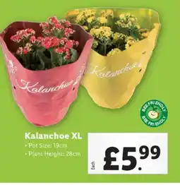 Lidl Kalanchoe XL offer