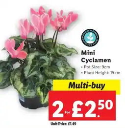 Lidl Mini Cyclamen offer