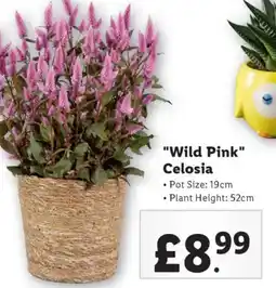 Lidl "Wild Pink" Celosia offer