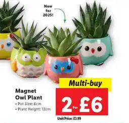 Lidl Magnet Owl Plant offer