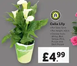 Lidl Calla Lily offer