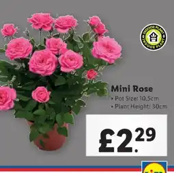 Lidl Mini Rose offer