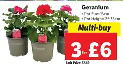 Lidl Geranium offer