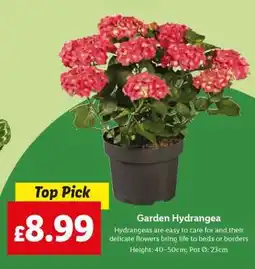 Lidl Garden Hydrangea offer