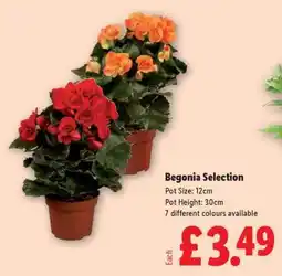 Lidl Begonia Selection offer