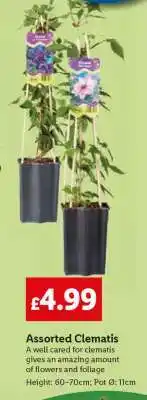 Lidl Assorted Clematis offer