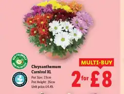 Lidl Chrysanthemum Carnival XL offer