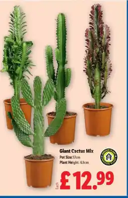 Lidl Giant Cactus Mix offer
