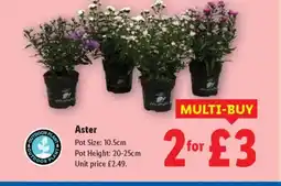 Lidl Aster offer