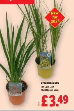 Lidl Crocosmia Mix offer