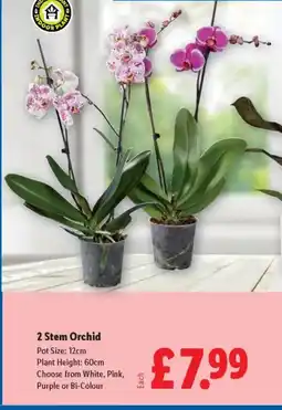 Lidl 2 Stem Orchid offer