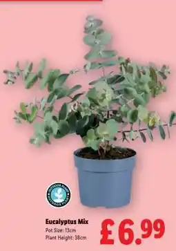 Lidl Eucalyptus Mix offer