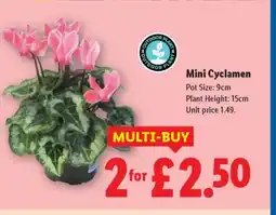 Lidl Mini Cyclamen offer