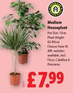 Lidl Medium Houseplant offer