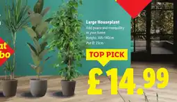 Lidl Large Houseplant offer