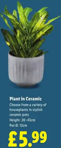 Lidl Plant in Ceramic offer