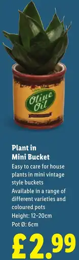 Lidl Plant in Mini Bucket offer