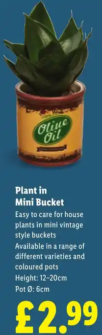 Lidl Plant in Mini Bucket offer
