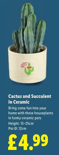 Lidl Cactus and Succulent in Ceramic offer