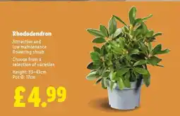 Lidl Rhododendron offer