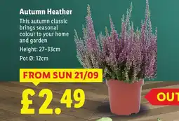 Lidl Autumn Heather offer