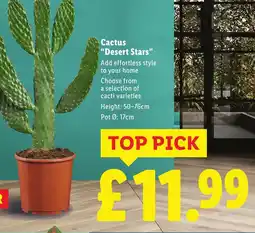 Lidl Cactus "Desert Stars" offer