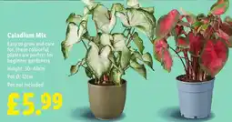 Lidl Caladium Mix offer