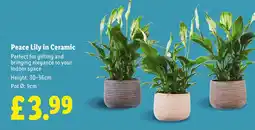 Lidl Peace Lily in Ceramic offer