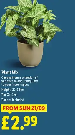 Lidl Plant Mix offer