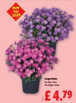 Lidl Large Aster offer