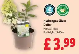 Lidl Hydrangea Silver Dollar offer