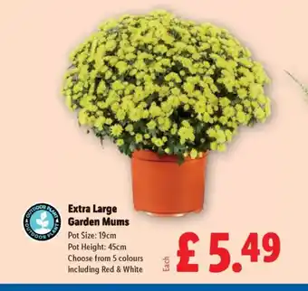Lidl Extra Large Garden Mums offer