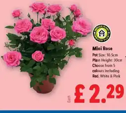 Lidl Mini Rose offer