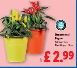 Lidl Ornamental Pepper offer