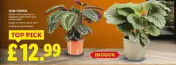 Lidl Large Calathea offer