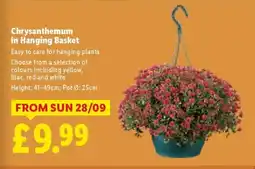 Lidl Chrysanthemum in Hanging Basket offer
