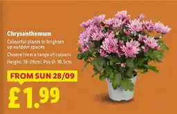 Lidl Chrysanthemum offer