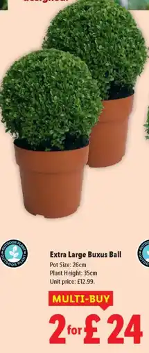 Lidl Extra Large Buxus Ball offer