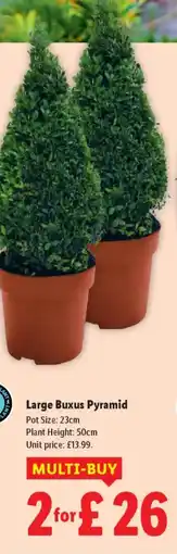 Lidl Large Buxus Pyramid offer