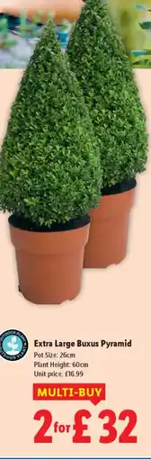 Lidl Extra Large Buxus Pyramid offer