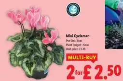 Lidl Mini Cyclamen offer