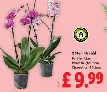 Lidl 2 Stem Orchid offer