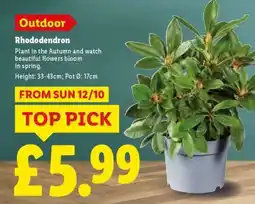 Lidl Rhododendron offer