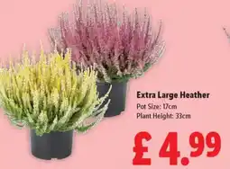 Lidl Extra Large Heather offer
