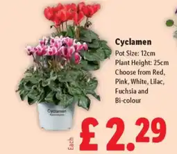 Lidl Cyclamen offer
