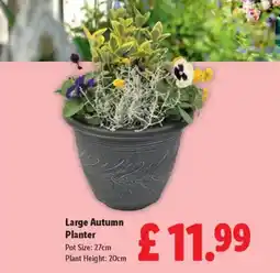 Lidl Large Autumn Planter offer